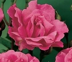 Rose ‘Irene’