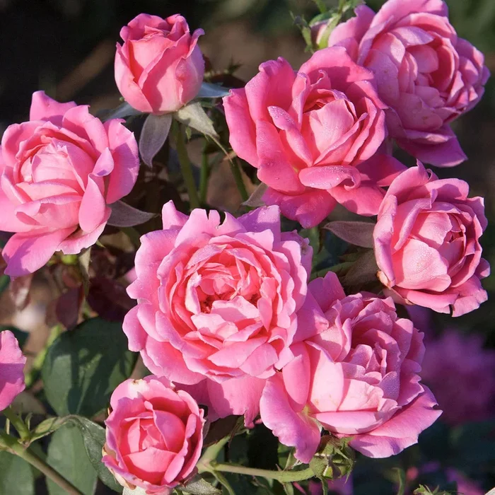 Rose Knockout Double Pink 3gal Shrub