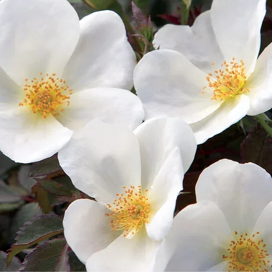 Rose Knockout White 3gal Shrub