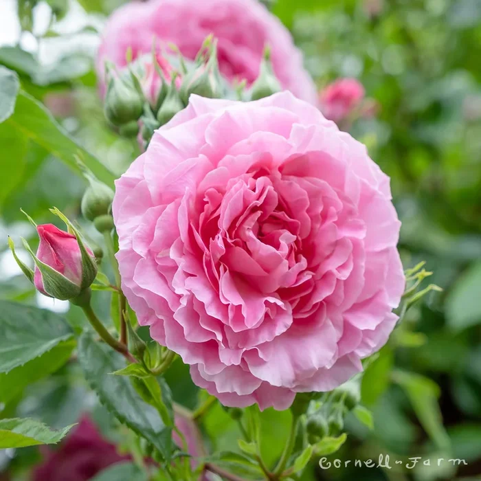 Rose La Reine Victoria CL 1gal CF