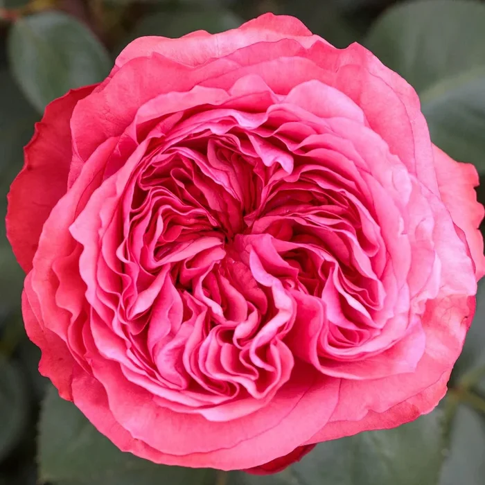 Rose Loves Me, Loves Me Not 5gal Hybrid Tea