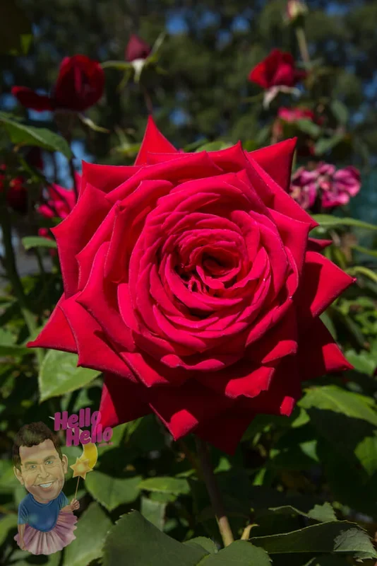 Rose ‘Loving Memory’ 4ft Standard