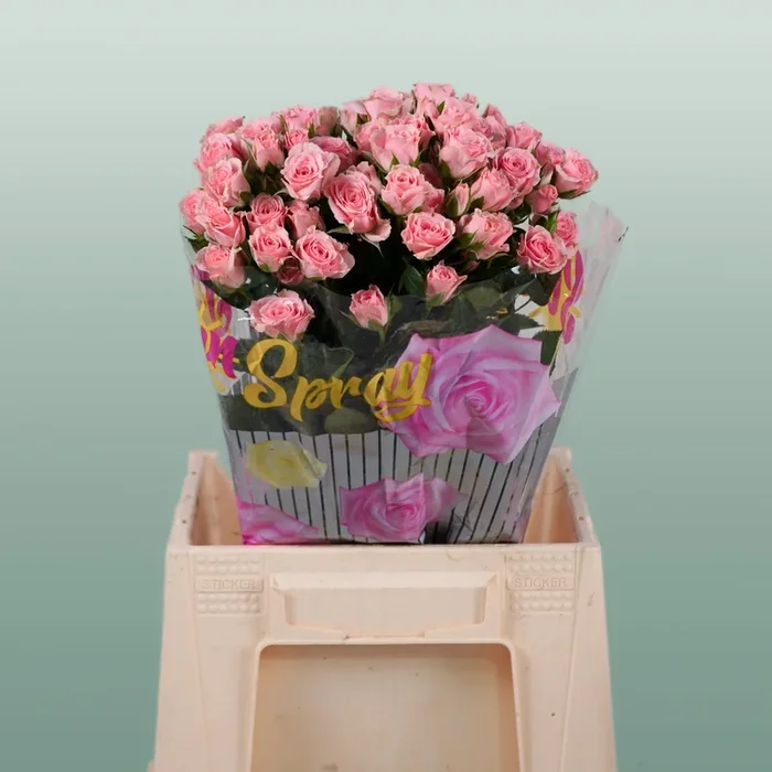 Rose Lydia (Spray) (10 Stems)