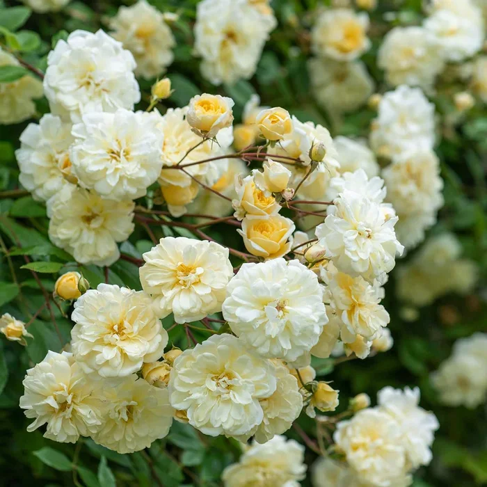 Rose Malvern Hills David Austin Rose