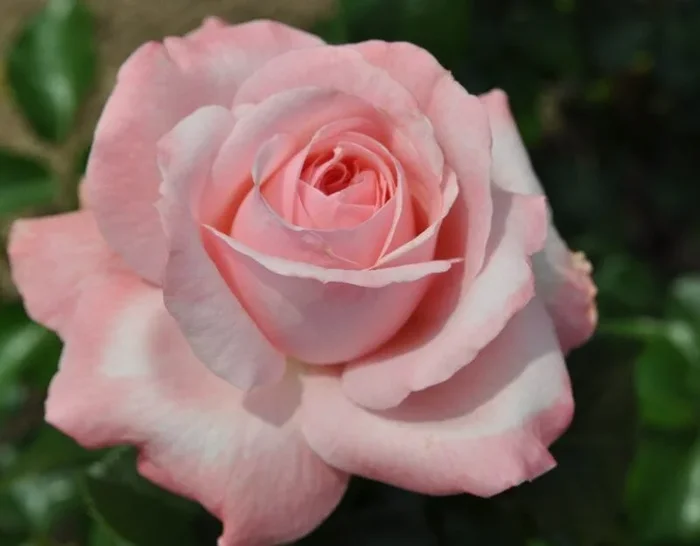 Rose ‘Martina’ Climber