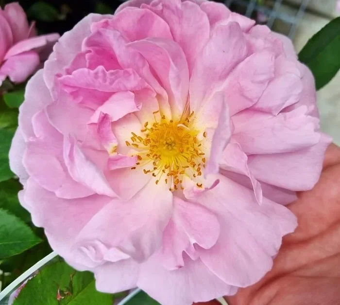 Rose ‘Marys Rose’ 3ft Standard