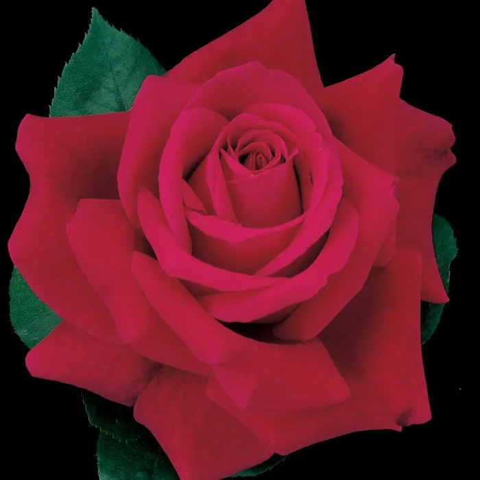 Rose Mister Lincoln 5gal Hybrid Tea