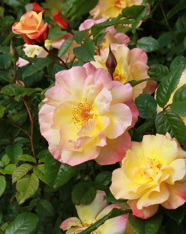 Rose ‘Moonlight’ Climber