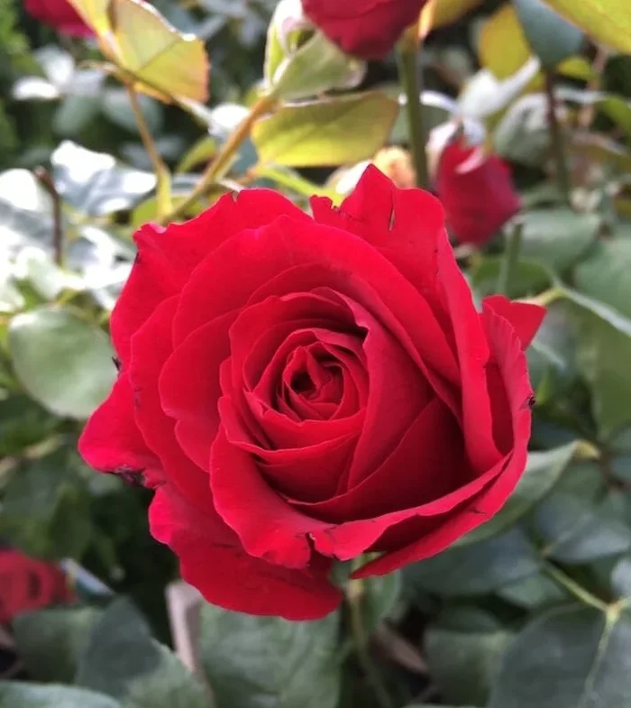 Rose ‘Mr Lincoln’ Climber (Eco Grade)