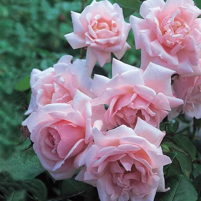 Rose ‘New Dawn’ Climber