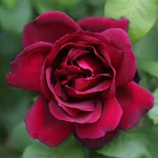 Rose ‘Oklahoma’ 3ft Standard