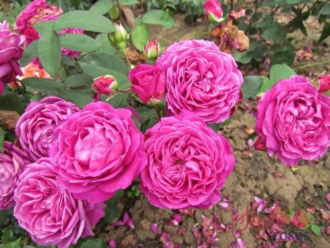 Rose ‘Old Port’ 3ft Standard
