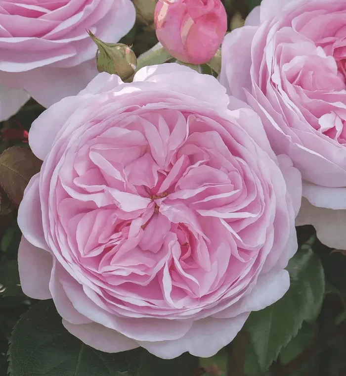 Rose ‘Olivia Rose Austin’