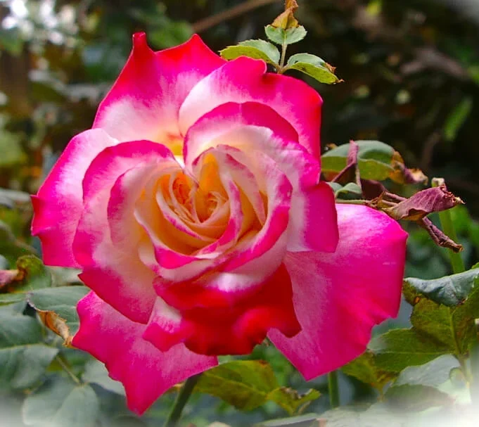Rose ‘Olympic Torch’ 3ft Standard