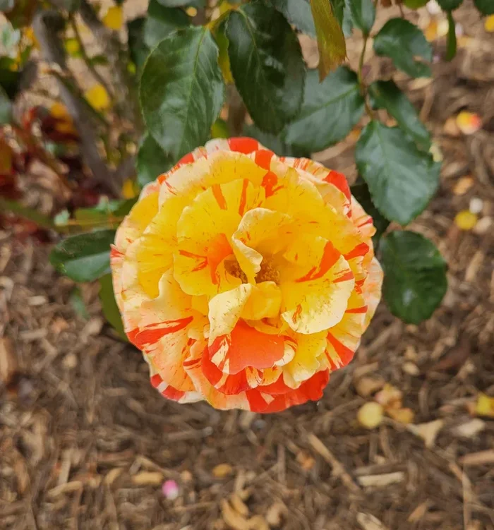 Rose ‘Oranges and Lemons’ PBR 3ft Standard