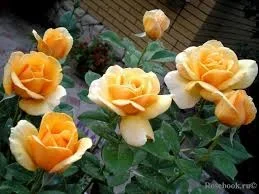 Rose ‘Our Copper Queen’ PBR