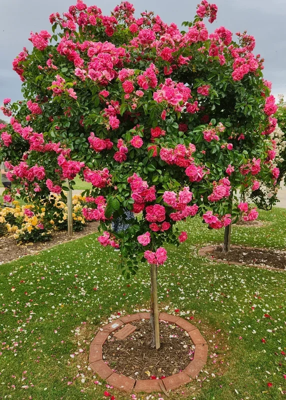 Rose ‘Our Rosy Carpet’ 3ft Standard