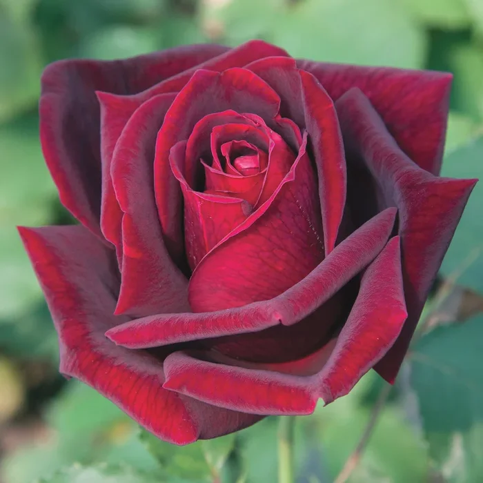 Rose Papa Meilland 5gal Hybrid Tea
