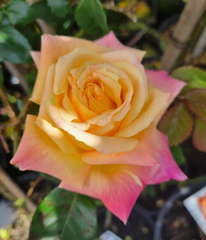 Rose ‘Peace’ 3ft Standard