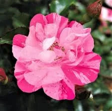 Rose ‘Pink Splash’ PBR 4ft Standard Carpet Rose