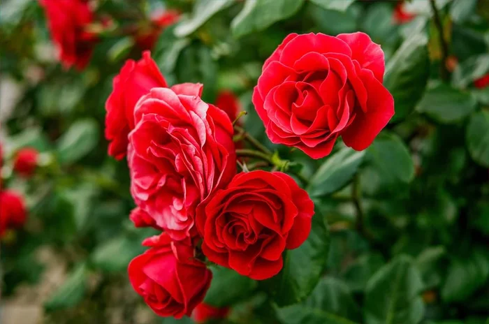 Rose ‘Precious Platinum’ 3ft Standard