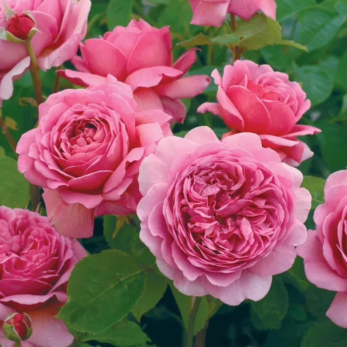 Rose Princess Alexandra of Kent 5gal David Austin