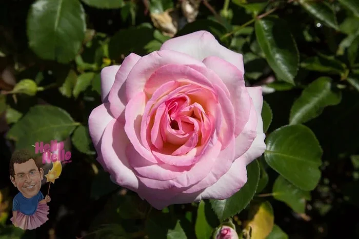 Rose ‘Princess De Monaco’ Climber