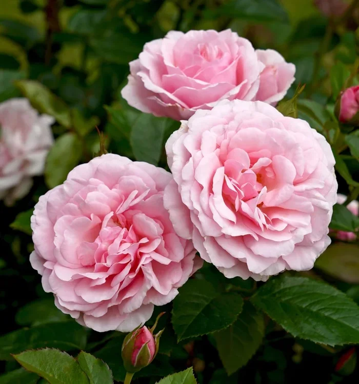 Rose ‘Radox Bouquet’