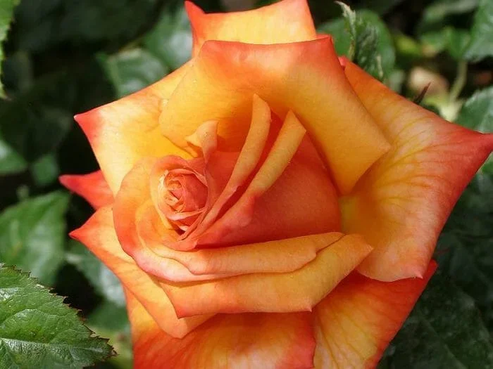 Rose ‘Remember Me’ 3ft Standard