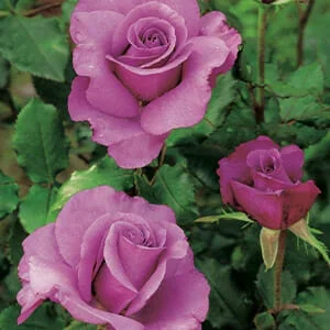 Rose ‘Shocking Blue’ 3ft Standard