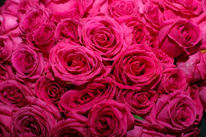 Rose ‘Showpiece™’ Lipstick Bush Form