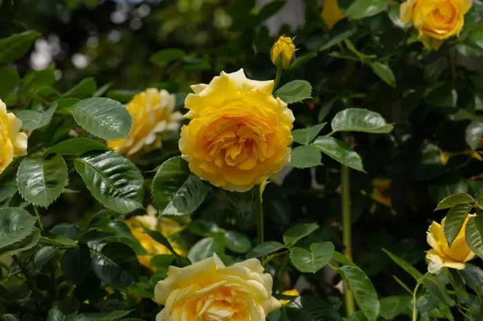 Rose ‘Soul Mate’ 3ft Standard