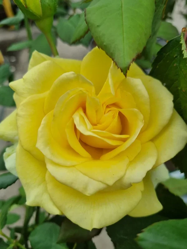 Rose ‘St Patrick’ PBR Bush Form
