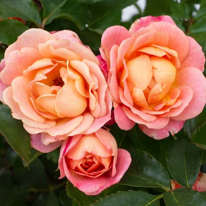 Rose Sunblaze Peach 5gal Miniature