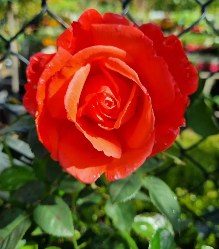 Rose ‘Super Star’ Climber