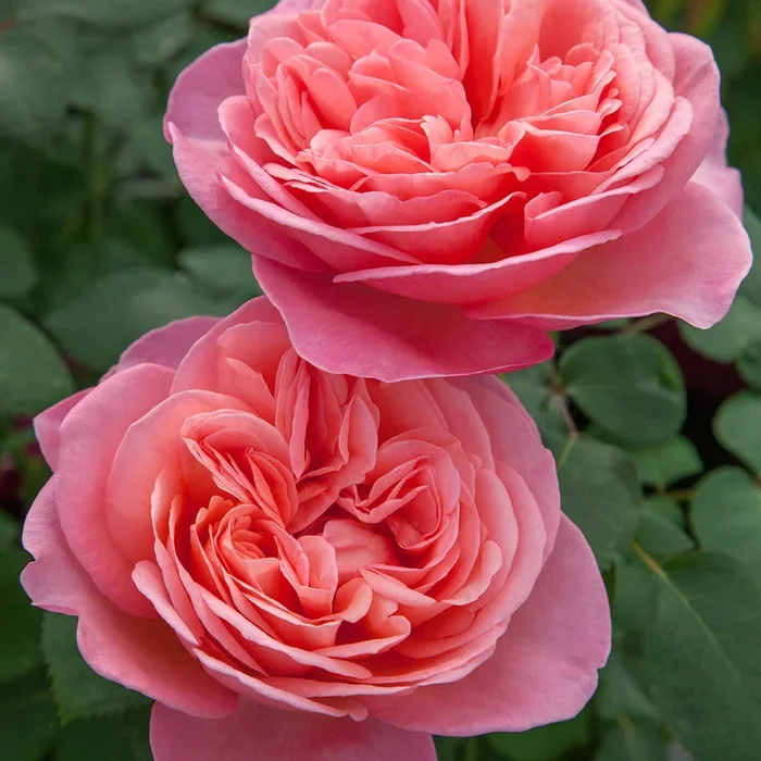Rose Sweet Mademoiselle 5gal Hybrid Tea