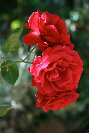 Rose ‘Sympathy’ Climber