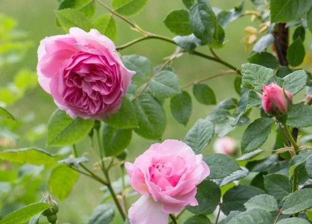Rose ‘The Ancient Mariner’ Bush Form