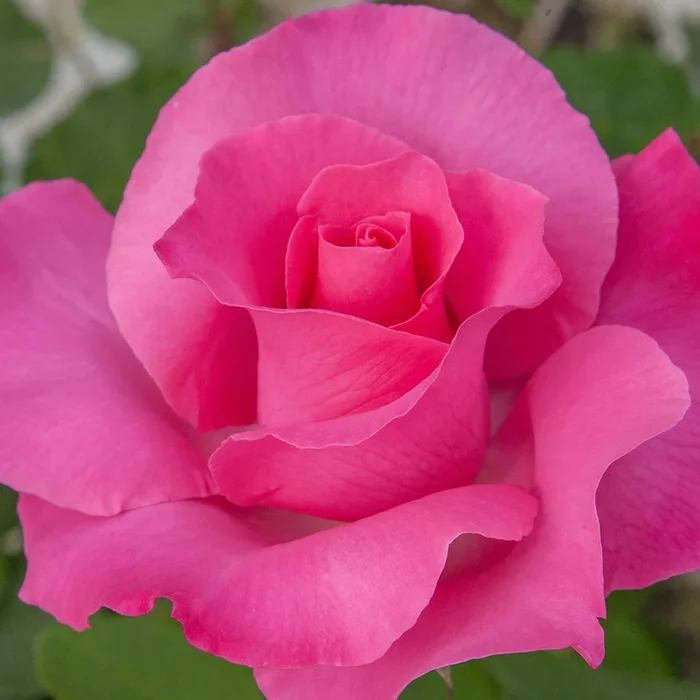 Rose The McCartney Rose 5gal Hybrid Tea
