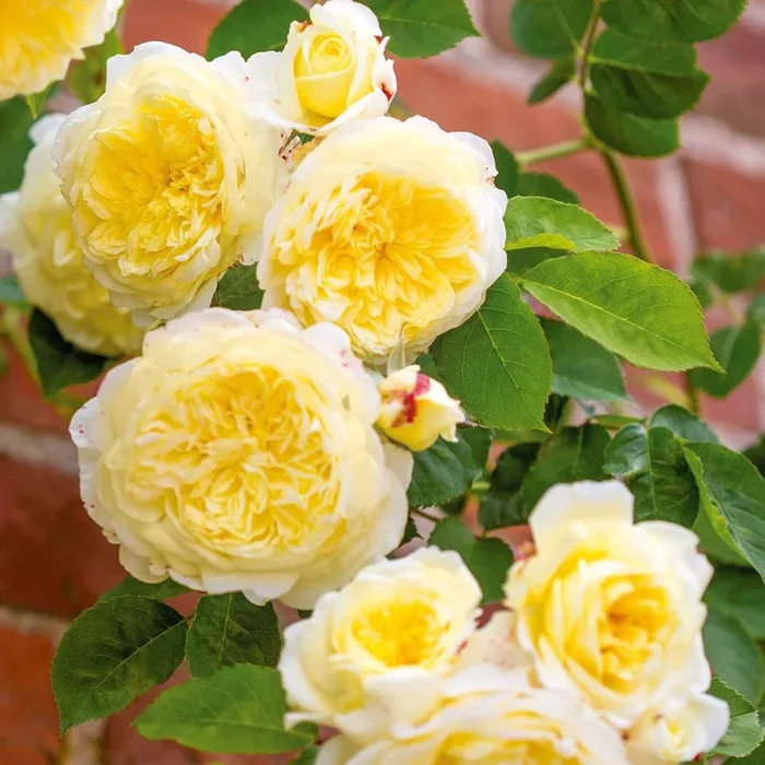 Rose The Pilgrim Climber 5gal David Austin