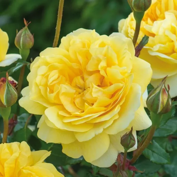 Rose The Poet’S Wife Shrub 6L