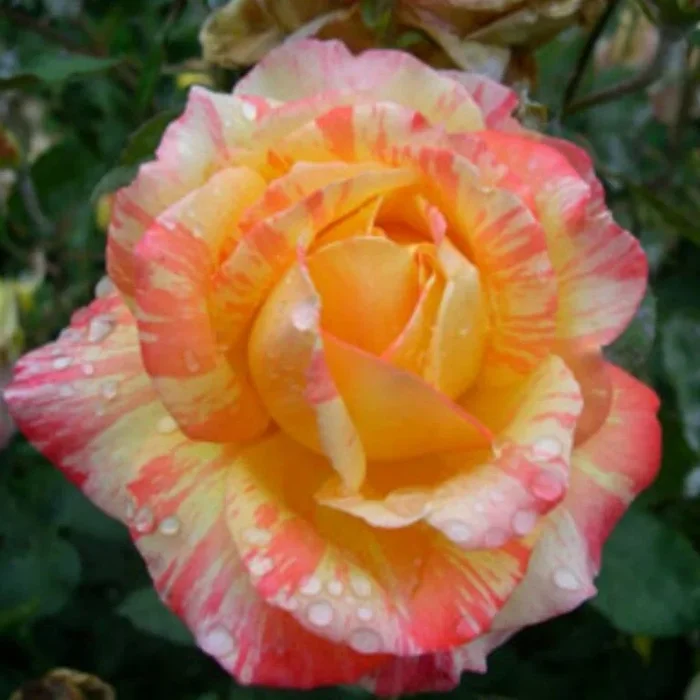 Rose ‘Tropical Sunset’ Bush Form