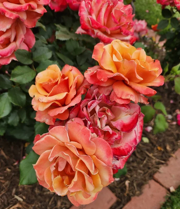 Rose ‘Tuscan Sun™’ 3ft Standard