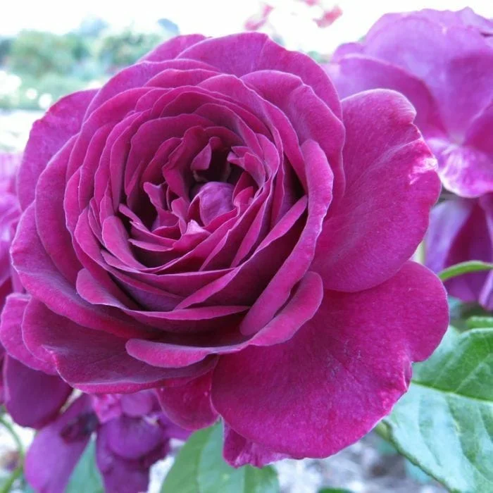 Rose ‘Twilight Zone’