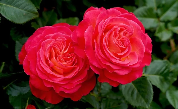 Rose ‘Volcano’ 3ft Standard