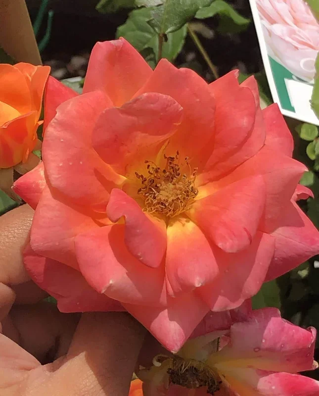 Rose ‘Woburn Abbey’