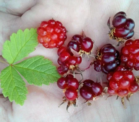 Rubus arcticus – Arctic Raspberry Seeds