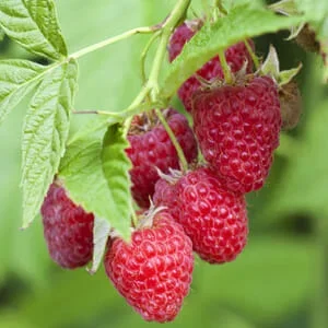 Rubus ‘Chilliwack’ Raspberry 6″ Pot