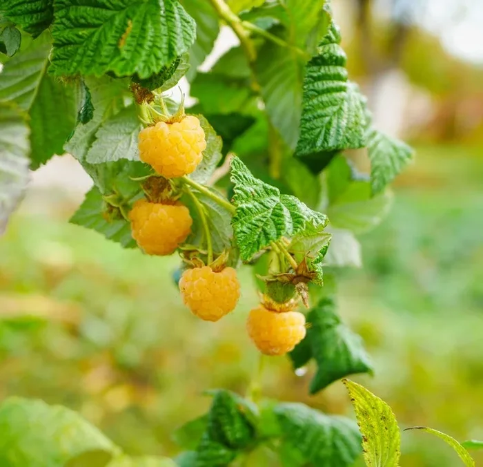 Rubus ‘Gold’ Raspberry 6″ Pot