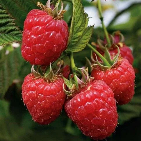 Rubus ‘Heritage’ Raspberry 7″ Pot Growers Flash Sale!